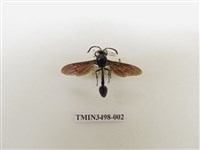 藏品(蘭嶼虎蜾蠃)的圖片